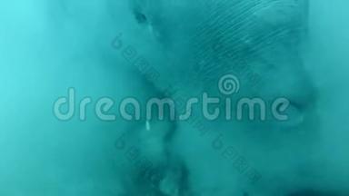 海牛肖像，杜贡杜贡谁贪婪地吃海草在底部升起<strong>淤泥</strong>云。 水下射击，特写。